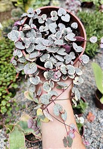 CEROPEGIA WOODII VAR. CUIA 13