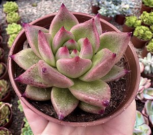 E. AGAVOIDES HONEY PINK  POTE 9