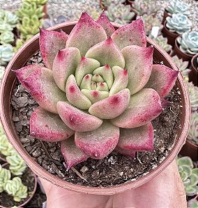 E. AGAVOIDES HONEY PINK POTE 9