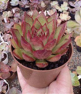 E. AGAVOIDES RED EBONY POTE 9