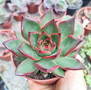 E. AGAVOIDES RED EBONY POTE 9