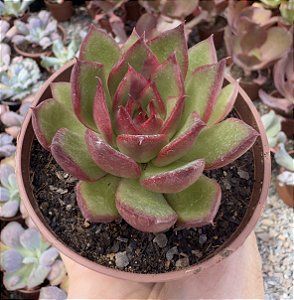 E. AGAVOIDES RED EBONY POTE 9