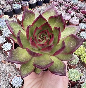 E. AGAVOIDES RED EBONY POTE 9