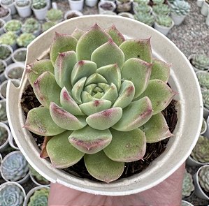 E. ALBICANS WHITENING POTE 9