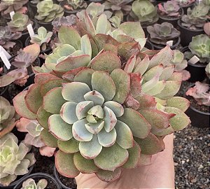 E. AMISTAR POTE 9