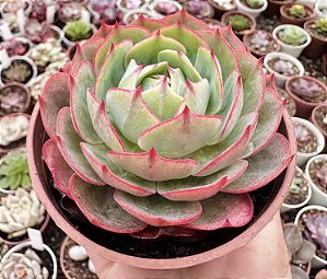 E. AMISTAR POTE 9
