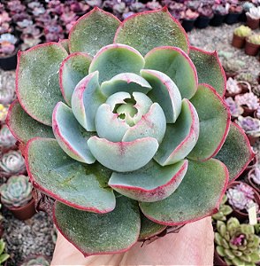E. AMISTAR POTE 9