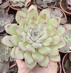 E. APUS POTE 9
