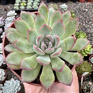 E. APUS POTE 9