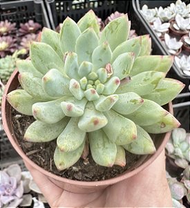 E. BLUE APPLE POTE 9