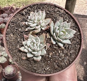 E. BLUE STAR  POTE 9