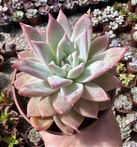 E. COLORATA BRANDTII POTE 9