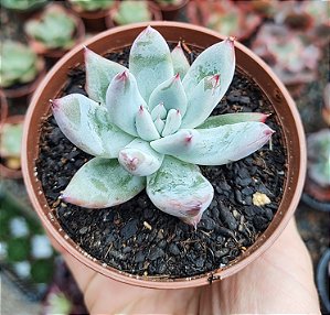 E. COLORATA TAPALPA POTE 9