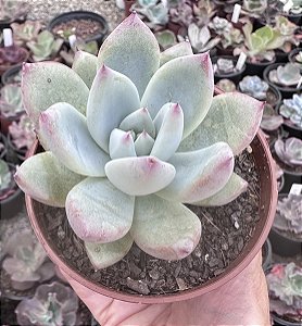 E. COLORATA TAPALPA POTE 9