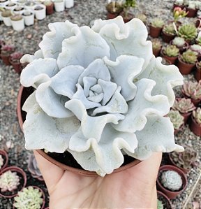 E. CRISPATE BEAUTY POTE 9