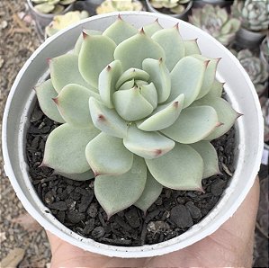 E. CV PRISM POTE 9
