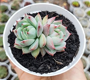 E. CV PRISM POTE 9