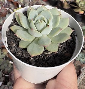 E. CV PRISM POTE 9