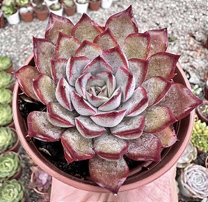 E. DARK ICE POTE 9