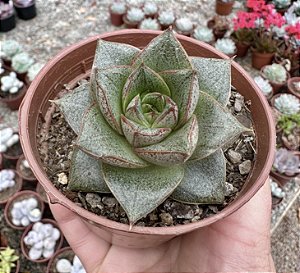 E. DIONYSOS POTE 9