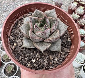 E. DIONYSOS POTE 9