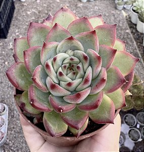 E. FIRE PILLAR POTE 9