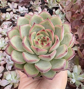 E. FIRE PILLAR POTE 9