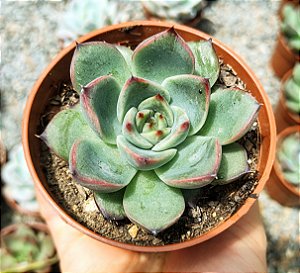E. FIRE PILLAR POTE 9