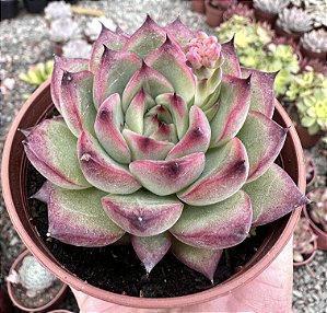 E. FIRE PILLAR POTE 9