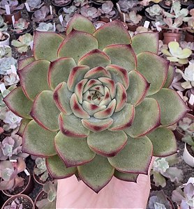 E. FIRE PILLAR POTE 9