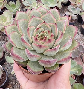 E. FIRE PILLAR POTE 9