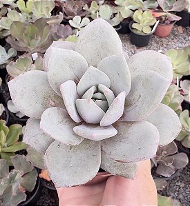 E. GERMAN CHAMPAGNE POTE 9