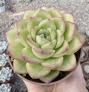 E. GILVA RED POTE 9