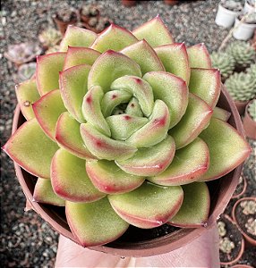 E. GILVA RED POTE 9