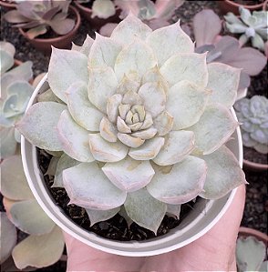 E. JOCELYN POTE 9