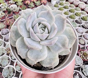E. JOCELYN POTE 9