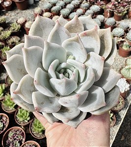 E. LIA POTE 9