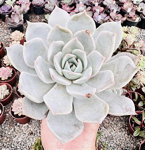 E. LIA POTE 9