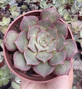 E. LONGISSIMA POTE 9