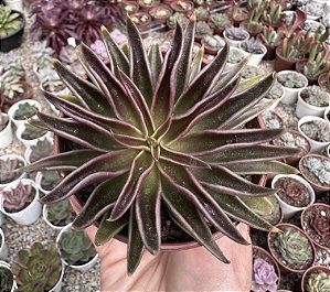 E. LUTEA MARROM POTE 9