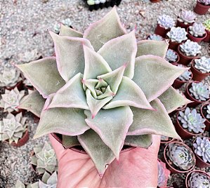 E. MADIBA POTE 9