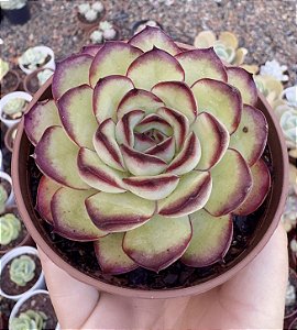 E. MEXICAN POLDENSIS POTE 9