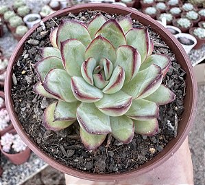 E. MEXICAN POLDENSIS POTE 9