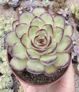 E. MEXICAN POLDENSIS POTE 9