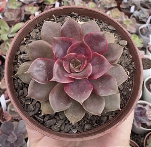 E. MINA RUBRA (KOREAN) POTE 9