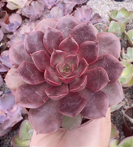 E. MINA RUBRA (KOREAN) POTE 9