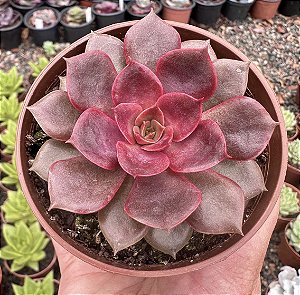 E. MINA RUBRA (KOREAN) POTE 9