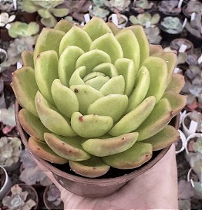 E. NANACAN POTE 9