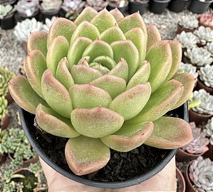 E. NANACAN POTE 9