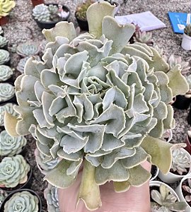 E. NICHII POTE 9